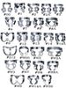 Picture of Ivory Rubber Dam Clamps  - Heraeus Kulzer